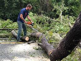 Tree and Shrub Care in Ware Shoals, SC