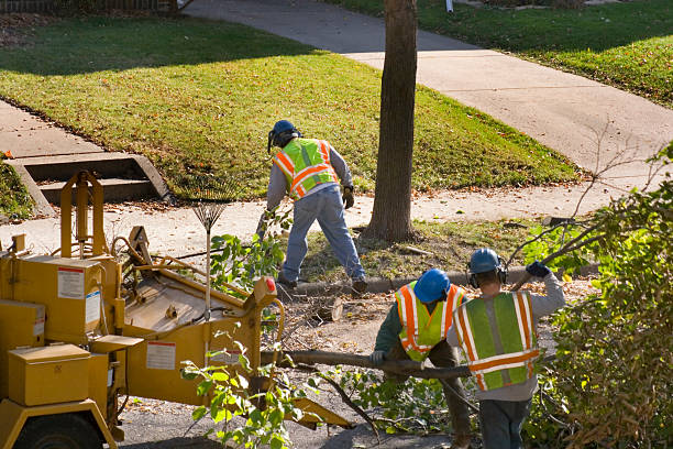 Professional Tree Services in Ware Shoals, SC